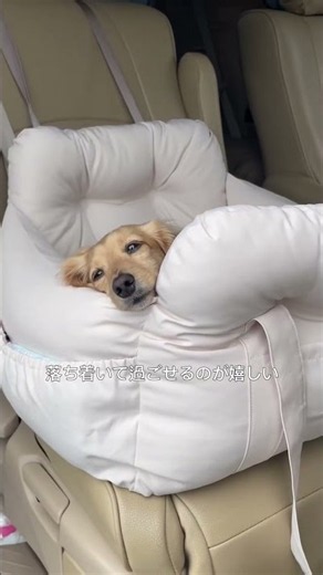 愛犬とのドライブでの移動はこのドライブキャリーがおすすめ！💖寝心地はいうまでもなく最高😴笑おすすめポイントまとめ☑︎バッグにもなる2way仕様☑︎汚れにくい防水防汚加工の生地☑︎