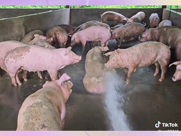 Watch Cute Pig Take a Bath to Relieve Stress