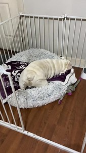 34K views · 2K reactions | Well after the pups ate the mommy signaled the daddy so he’d pick up Bug so I could give him his ear meds. Of course right afterwards he headed for his bed to roll around, only his bed was washed and was outside drying - so he used Gigi’s! He’s so dramatic! Oh Augie & Gigi… | Augie Doggy’s Place | Facebook