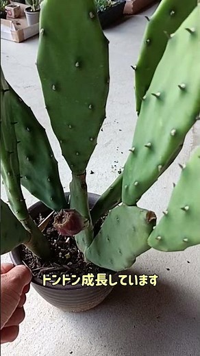 ウチワサボテン～成長が早い#サボテン#cactus