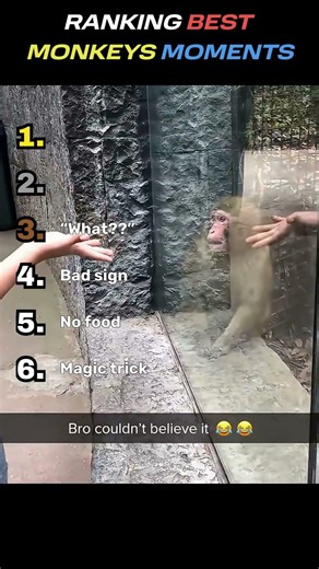 Ranking best monkeys moments
