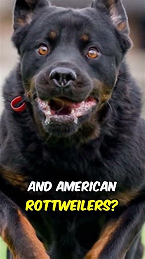 German Rottweiler vs American Rottweiler — Which is Better #rottweiler #comparison #facts