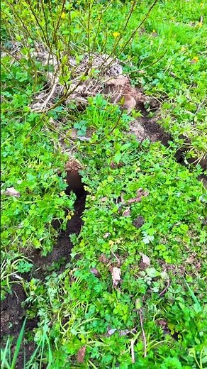 Sawzall Vs. Tree Roots- 1 Minute Fix