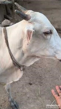 cow and human love 💕.......is more beautiful...🥰