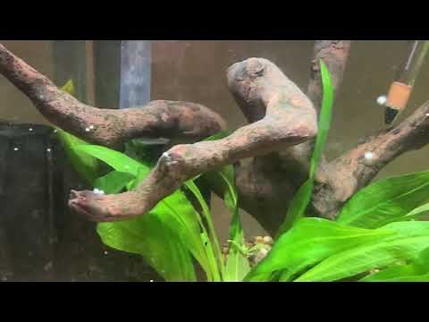 African Clawed Frog Eggs and Breeding