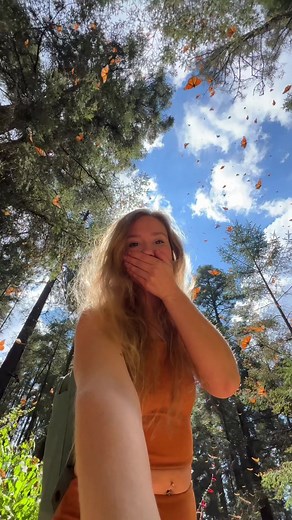 the monarch butterfly migration happens from November to March in Angangueo, Mexico🦋