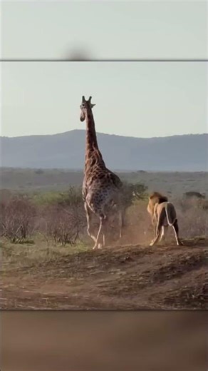 Heart-Stopping Scene – Lion Attacks Giraffe Caught on Camera
