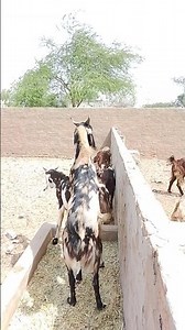 goats full meeting scene #goatmeeting #animals