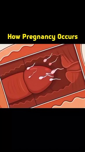 Understanding How Pregnancy Occurs: A Comprehensive Guide