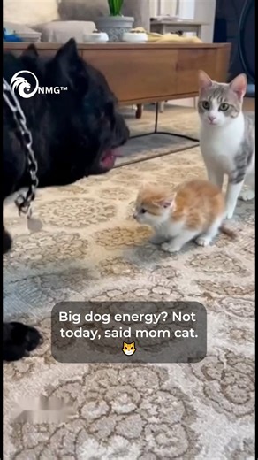 3.3K views · 33 reactions | Protective #cat defends #kitten from big dog #WildLife #AnimalPlanet . . Watch as a large dog's barking startles a tiny kitten, prompting a protective adult cat to step in. The interaction takes a surprising turn when the dog shows affection, but the watchful cat ensures boundaries are maintained! . . #WildAnimals #RescueReels #AnimalRescue #DogHeroes #NaturePower #RescueMission | WildLens | Facebook