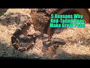 5 Reasons Why Red-Tailed Boas Make Great Pets!
