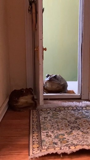 16K views · 918 reactions | Mamma?  . . . . . #frogcore #frogsofinstagram #miniaturefood #miniature #froggy #froggo #frogs #miniaturepainting #petstagram #FROGSQUAD #frogstagram #petsofinstagram #frog #minifrog #pets #toad #frogfriend #miniatures #froglove #froglover #froggyfriend #froggyfriday #ribbitribbit #ribbit #froggy #froggy #froggystyle #amphibian #amphibiansofinstagram #amphibian | Toby Toad | Facebook