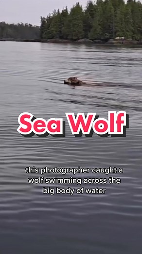 Sea Wolves: Fascinating Facts About Marine Wolves