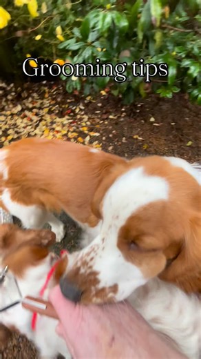 Caru Welsh Springer Spaniels. | Using a rake and flea comb for fluff #welsh #welshspringerspaniels #caruwelshspringerspaniel #welshspringer #welshiesofinstagram... | Instagram