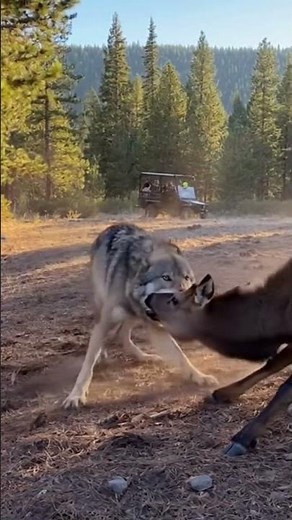Wolf Attacks Young Elk in North American Wilderness