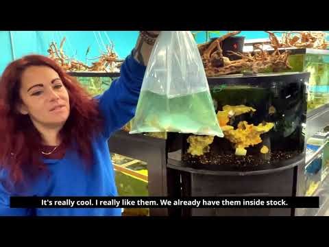 Day in The Life Of The Fish Barn| Fish Barn Restock! Unboxing New Fish & Plants.