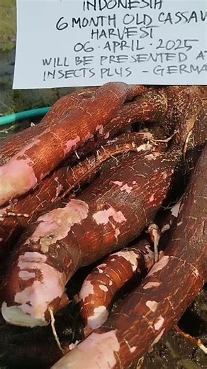 From Genetic Breeding to Sustainable Bioconversion