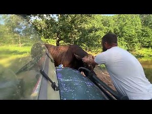 How to service a Redford the bull attack. #rufusthebull