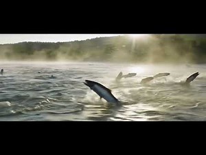Dozens of Fish Leap Upstream