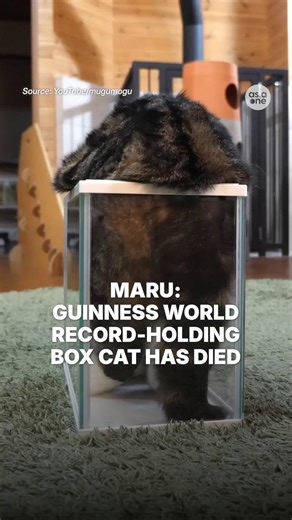 Maru, the Guinness World Record-holding cat known for his love of boxes, has died. 🐾 Awarded in 2016 for being the most viewed animal on YouTube, Maru captured hearts worldwide with his playful antics. #news #japan #cat #death #guinness #worldrecord | AsiaOne