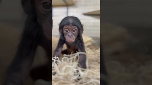 Baby bonobo explores its world with curiosity and charm