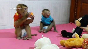 17K views · 939 reactions | OMG!! What's Happen When Donal Play With Dodo? | Monkey Dodo | Facebook