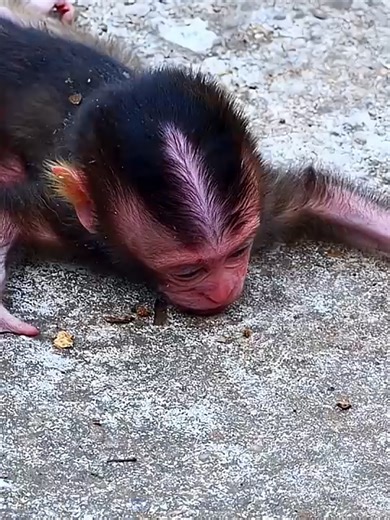 Newborn_baby_monkey_abandoned_shortvideo_newvideo_newvideo