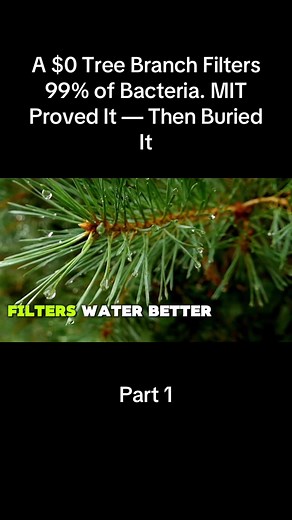 A $0 Tree Branch Filters 99% of Bacteria. MIT Proved It — Then Buried It
