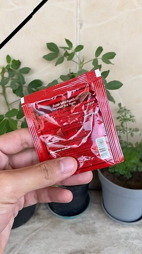 House Garden on Instagram‎: "اقوي سماد طبيعي للزرع من معلقة خميرة 😉❤️❤️#fypシ #vrial #سماد #onion #plants #بصل #learnontiktok #نباتات #زراعة #ftp #vr #planterstrickshot #plantsoftiktok #onions #ازرع_صح #زراعه_منزليه #housegarden #motivation #نباتات_منزلية #bio #foryou #زرع #tiktok #tik_tok #memeaccount #housegarden"‎