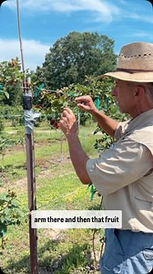 A quick blackberry update! Take a look at the development on the trellis system we set up. 🪴👒🐝 #Garden #gardening #Fruit #Fruitpicking #Blackberry #Eastfarming #fruitflower #fruitcluster #Fruitdevelopment | Petals From The Past