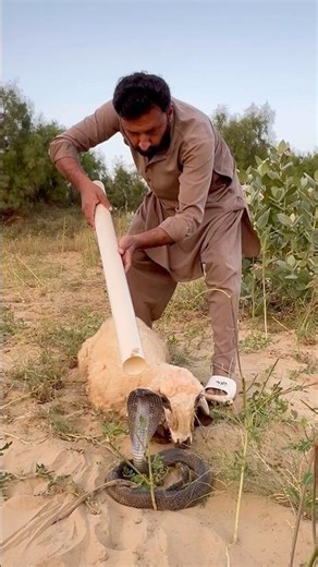 “Snake Attack 🐍 | Unbelievable Rescue Mission!”#SnakeRescue #WildlifeRescue #Short