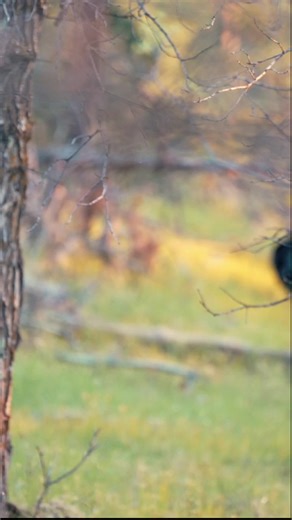 Mountain birds are special—a true pleasure to hunt. 05.26.25 #FSTurkeyTour #FieldandStream #TurkeyHunting | Field & Stream