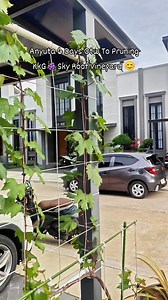 Anyuta 🍇 6 day otw to pruning. #grapes #vineyard #kkggrapegarden #freedom #tribute #winter | Sopyan