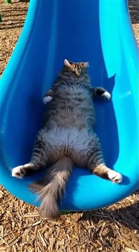 Funny Cat Slips and Falls on a Slippery Floor 😂🐱