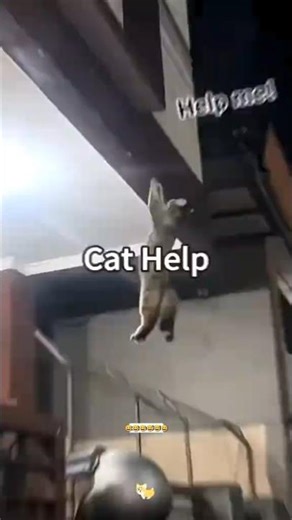 cats fails 🤪😅#catshorts #funny #shorts