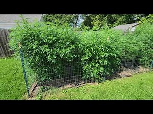 Outdoor Marijuana Grow- Michigan- August 2022