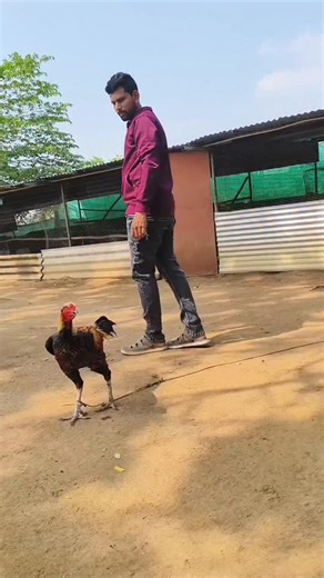 9.3K views · 1K reactions | #perucross #breeder #instagram #highlightseveryone #running #reels #hero #kodipunjulu_fights⚔️ #kodipunjulu❤️‍ | Abhi Farm's Abhi Farm's | Facebook