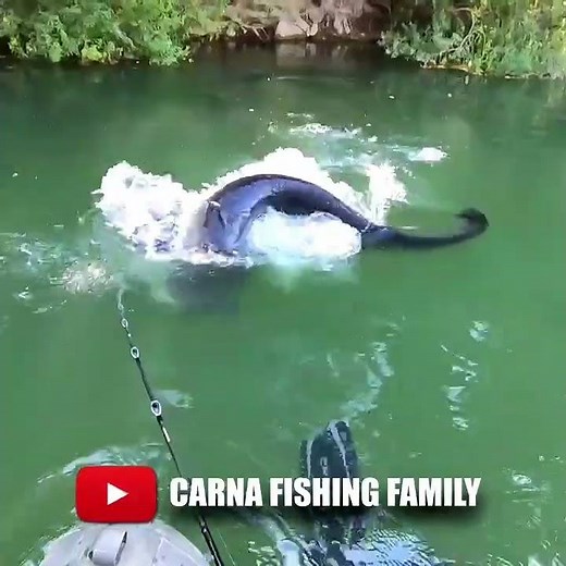 🦕 LOCH NESS MONTER CATFISH 😱