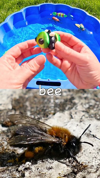 Fun Toys | Bug Insect Names for Kids to Learn: Bee Ant Caterpillar Cicada Scorpion