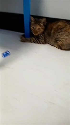 Cats playing while I'm trying to clean #cats #playing #after #I #put #up #toys #trying #to #clean | Michael MayHem