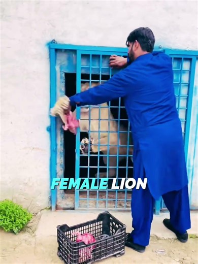 Hungry Lion Grabs Man’s Hand 😱 #lion #shorts