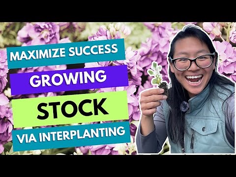 Growing stock (Matthiola incana): Interplanting for success!