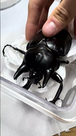 악테온 코끼리 장수풍뎅이 119mm (Megasoma acteon) #악테온코끼리장수풍뎅이