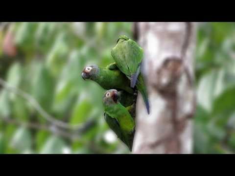 Dusky-headed Parakeets (Aratinga weddellii)
