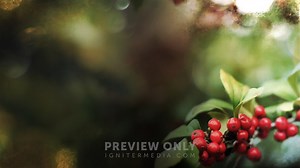 Holly Branch - Right - Worship Backgrounds