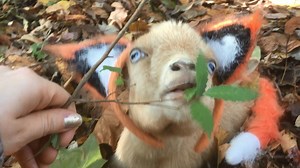 What does the Fox say ?..well this one says BAA and eats leaves | Goat Life