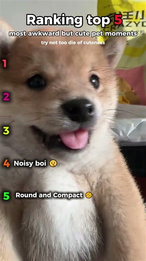 Awkward but cute moments 🥺 #cute #pets #shorts