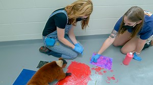 Recently, we invited online art sensation andrea.nelson.art to drop by for a painting sess' with our Ring-tailed and Red-ruffed Lemurs. The artwork they created together (as well as a Nelson solo piece) are up for bid during an online fundraising auction benefiting the Aquarium. Bid now: https://www.tnaqua.org/auction Follow Nelson's other social channels at https://www.tiktok.com/@andrea.nelson.art and https://www.instagram.com/andrea.nelson.art | Tennessee Aquarium