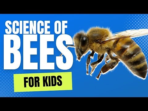 The Science of Bees For Kids by Little Lab | Educational Videos for Toddlers