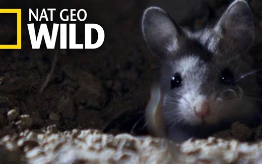 【NatGeoWild】食蝗鼠-可爱的杀手